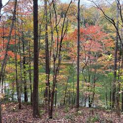 Lake with fall foliage