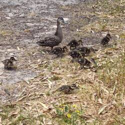 Mother duck said, quack, quack, quack.