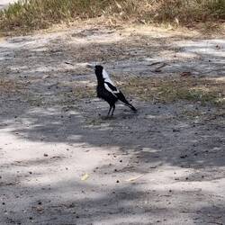 Different coloured back on the magpie. He started singing to us when we parked the van.