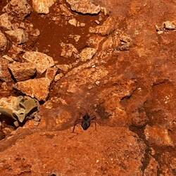 Das Tierchen hab ich abgewehrt 😅