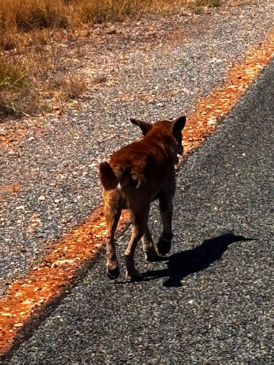 Dingo unterwegs 🐕