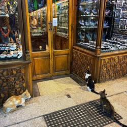 In Egypt cats are revered. Dogs not so much, and they all look alike.