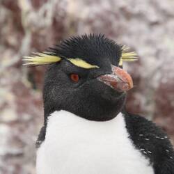 Rockhopper