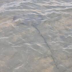 Und die Stachel der Rochen sind wirklich lang