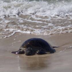 Große Meeresschildkröten haben hier am Strand ihre Brutnester