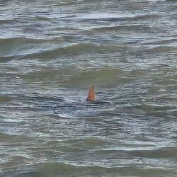 Mit kleinem Hai als Gast