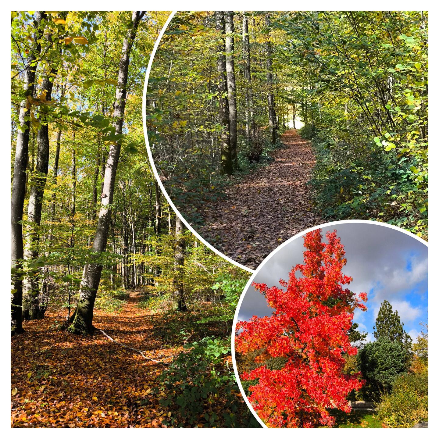 Herbstspaziergang in Redingen/Luxemburg
