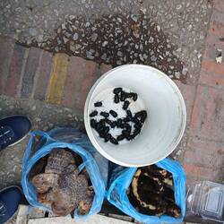 Live frogs and dung beetles