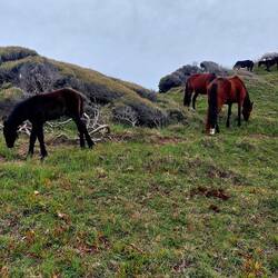Wilde Pferde laufen um uns herum