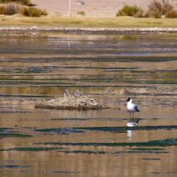 Andean Gull