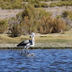 Chilean Flamingo (Juvenil)
