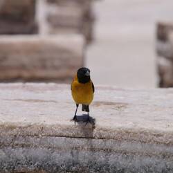 Black-hooded Sierra-Finch