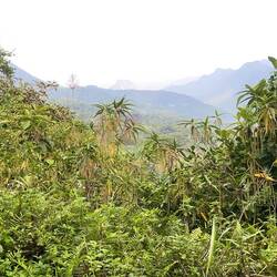 Hard to see peaks due to smoke