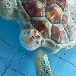 Sea Turtle Village Conservation Program passed as we cycled the beach cycleway in Sanur