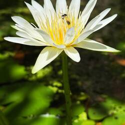 Lotus = life of man. Root in mud: material life, stalk in water:astral world, flower:spiritual being