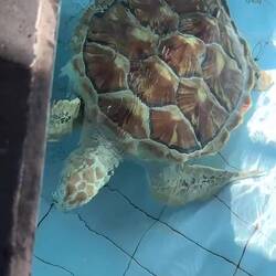 Green Turtles waiting to be released