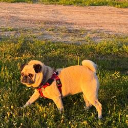 Peach loved our camp