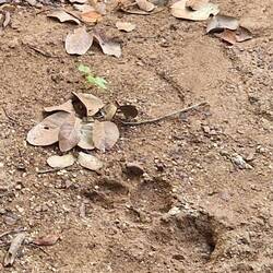 Tiger footprint