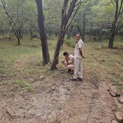 Rangers working on foot despite the tigers..one has been killed by tigers