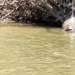 Bijna te laat voor de schildpad, op de voet van de boom