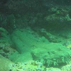 Wobbegong