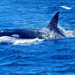 Orca