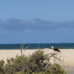 Ein Osprey (Fischadler)