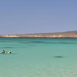 Links Schnorchler, rechts große Schildkröte