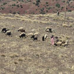 Looking after the flock