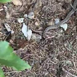 🐍🐍🐍 eine Schlingnatter.