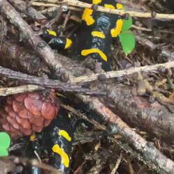 Unser erster Feuersalamander