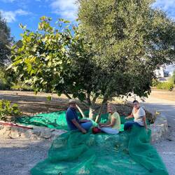 Combing the olives off the tree and then picking them up. A tedious job!
