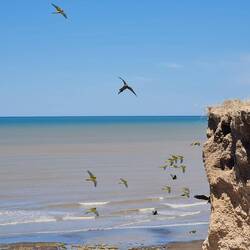 Sie brüten in Höhlen in der Steilküste
