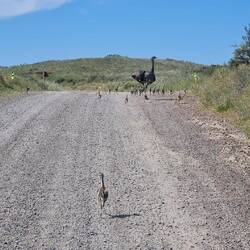 Nandu mit Kindergarten