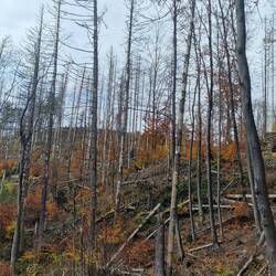 Der Wald ist hier ziemlich kaputt