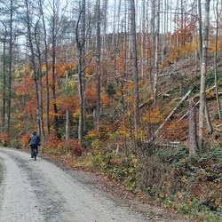 Wir haben wieder nur schöne Waldwege