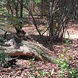 Can you spot the lizard?