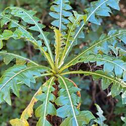 Blüht hier überall