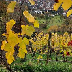 Die wenigen Weinberge, die es hier noch gibt