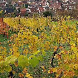 Herbstblick auf Hirschau