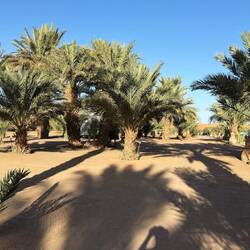 Stellplätze direkt unter den Palmen