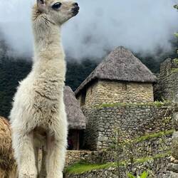 Baby Llama and reconstructed store houses