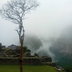 The buildings are 500 years old, the tree 70, the fog is fresh from the morning