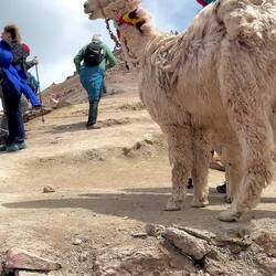 Da fliegen fast die Lamas weg