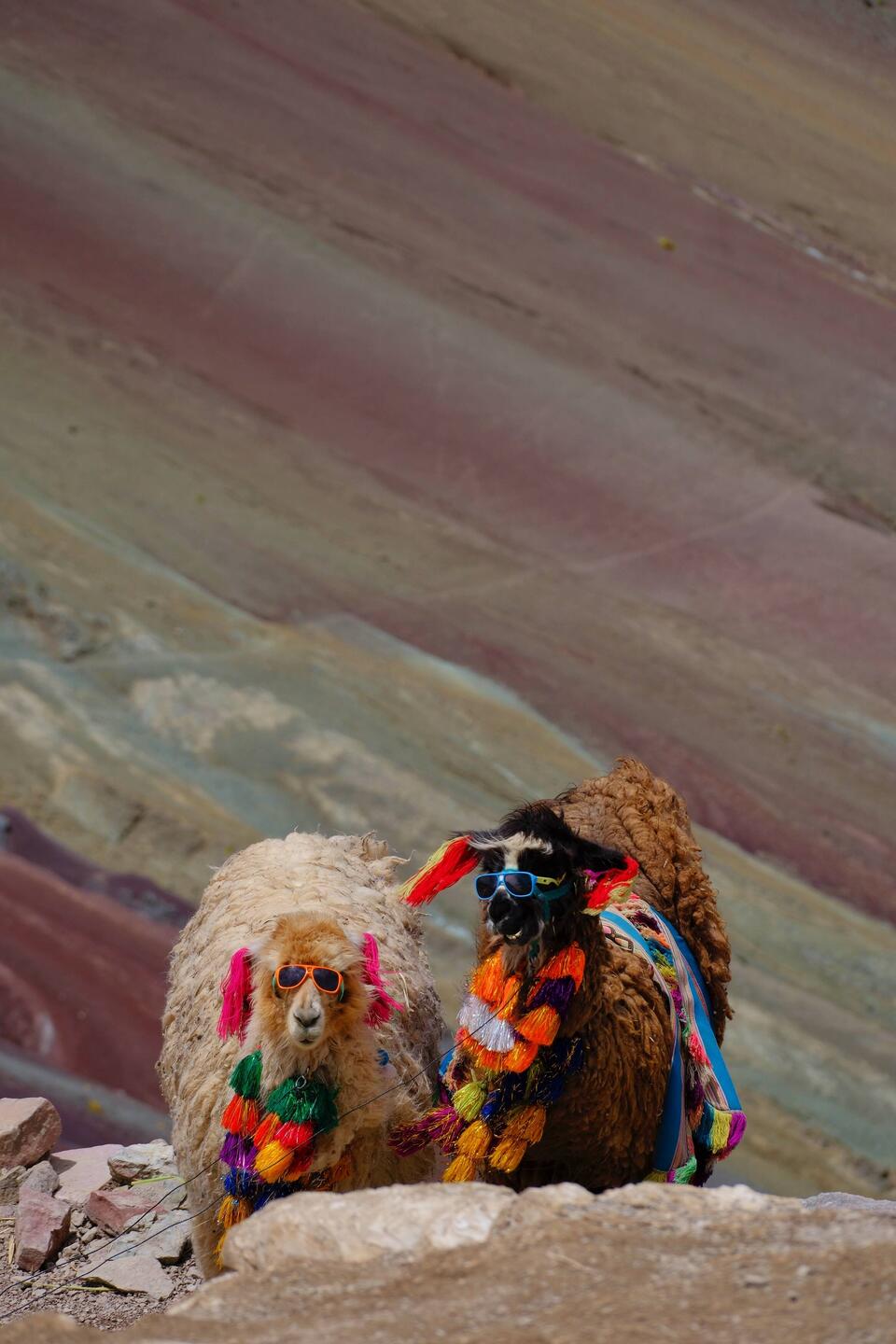 Ob sie die Sonnenbrillen so gut finden... ?!🤷🏽‍♀️