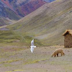 Sieht aus wie eine Möve, gehört aber zu den Falken...