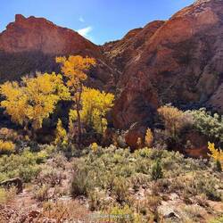 Und immer noch verschönern die goldgelben Espen jeden Anblick