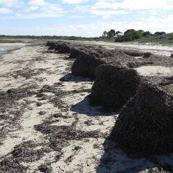 Huge mounds of sea grass on the beach
