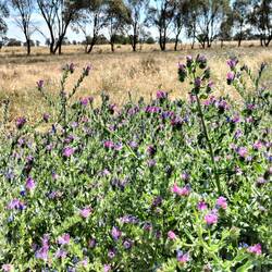 Patterson's curse en heel weids landschap. Onkruid wat bv koeien niet lusten