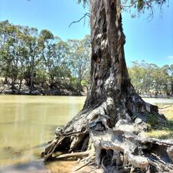 Eucalyptus boom ( gumtree) bij de Murray River